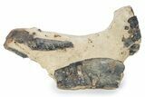 Eocene Lobster (Hoploparia) Fossil - England #243402-1